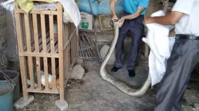 吓人！丰顺大龙华镇同一天有三条大蟒蛇“进村”