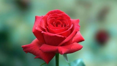 小小说丨又见花开