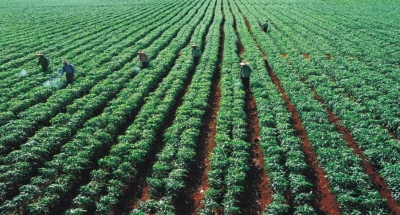 1.5万亩！总投资5亿！汉光超顺农旅园安流基地动工