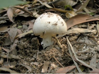 不要食用野生蘑菇和植物！梅州市食药安办、市场监管局提醒