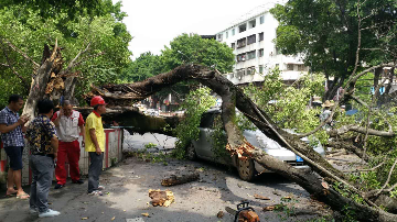 梅城西山村百年古榕突倒地，砸中行驶中小车，无人员伤亡
