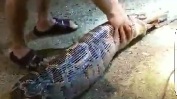 慎点！大埔桃源镇惊现蟒蛇吞狗，有视频