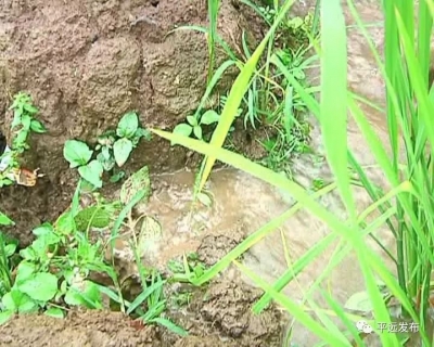 平远：连降及时雨有效缓解旱情
