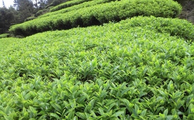 达成意向签约总额3000多万 丰顺高山茶备受青睐