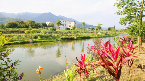村美民富 生态宜居！看丰顺如何推进乡村振兴
