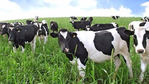 国办发文推进奶业振兴保障乳品质量安全：修订提高乳品国标