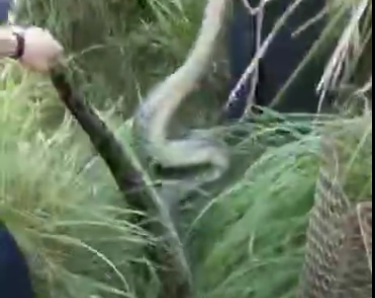 得人畏！丰顺砂田惊现43斤大蟒蛇吞羊 视频慎点...