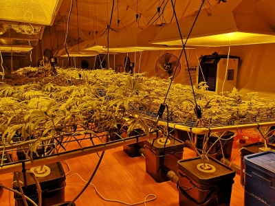 梅浙警方捣毁一涉毒团伙！上百株大麻竟种在梅州这里…