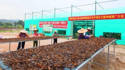 蕉岭围绕三大构想六大专项行动 绘蓝图闯新路加快乡村振兴