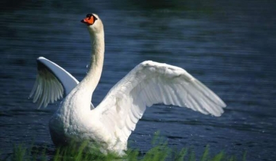 小记者丨假如我有只尼尔斯的鹅