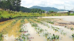 梅县区：强化巡查监测 确保安全度汛