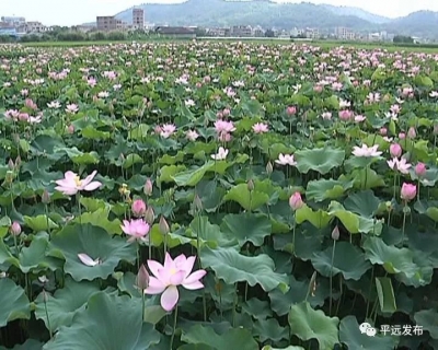 平远县荷花争相绽放 吸引众多市民前往观赏
