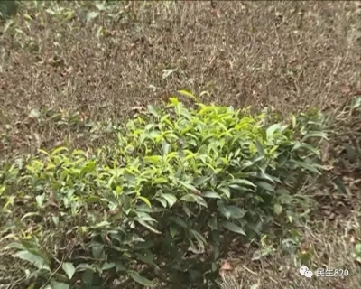 谁干的？700多平方米茶树一夜枯死，疑似被喷除草剂…