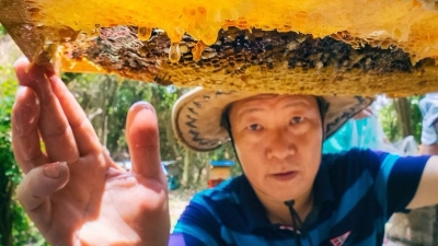 美丽梅州新闻摄影大赛丨山花烂漫时  蜂农收蜜忙