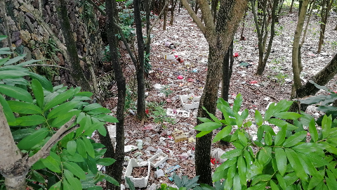 曝光！小树林下竟是“垃圾场”！小编感觉无处可落脚