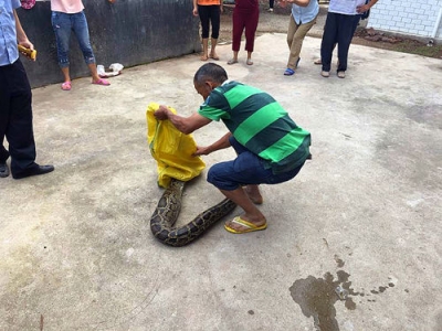 五华河东镇：蟒蛇入屋偷鸡  民警协捕放生