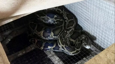惊！大埔又现大蟒蛇，3人合力方“拿下”
