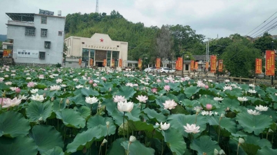 大埔县枫朗镇中共南方工委旧址散发荷花香