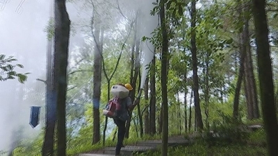 蕉岭多措并举，全力做好松材线虫病防治