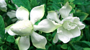 小记者丨栀子花开的季节