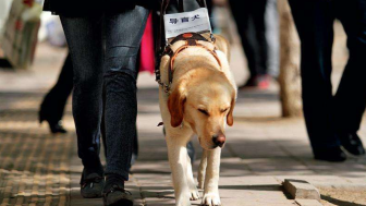 铁警:除导盲犬外,其他活体动物均不得搭乘高铁动车