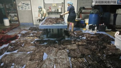 心痛！鲸鱼海边搁浅死亡，体内发现80个塑料袋