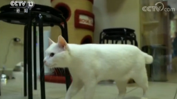 猫咪接班章鱼保罗 将负责担任今年世界杯“官方预言家”