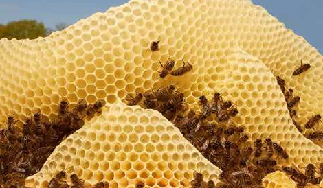 小蜜蜂酿出富民产业 来看蕉岭蜂农如何创“甜蜜事业”