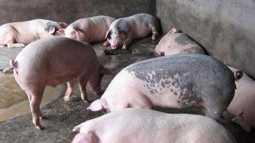 污水直排到河流 大埔光德镇富岭村非法屠宰点被拆除