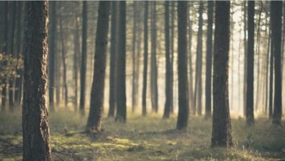 小记者丨闯入“禁林”