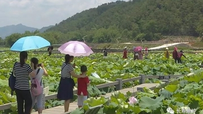 蕉岭三圳千亩荷花绽放醉游人