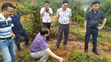省林业厅组织专家到五华考评湿加松示范项目
