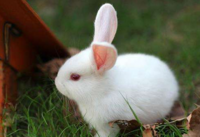 小记者丨我家的“小胖仔”