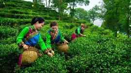 品茶赏景好机会！丰顺高山茶文化节29日开幕
