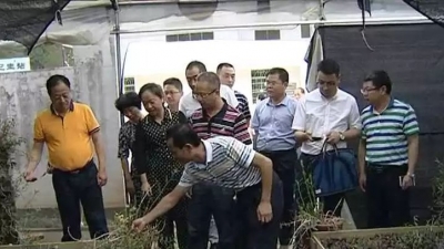 省调研组到大埔调研农业供给侧改革基金项目推进情况