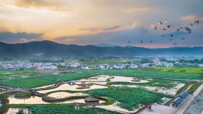 美丽梅州新闻摄影大赛丨“十里荷塘”添新韵