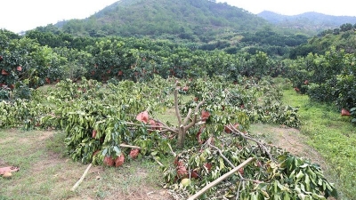 谁下的黑手？！26棵柚树被一夜砍光，梅县区夫妇多年心血化为乌有