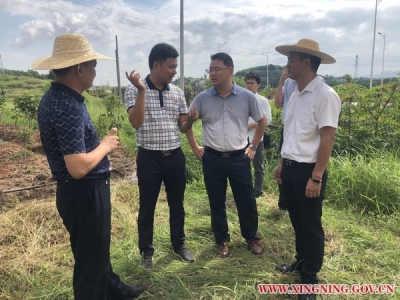 兴宁市新圩镇：学习先进 助推乡村振兴发展