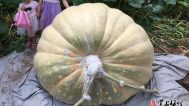 客都议事厅丨如此“硕果”多多益善