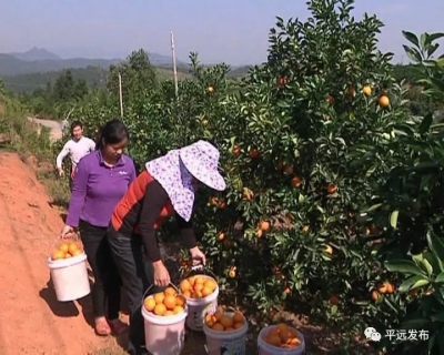 平远县：坚持生态优先，推动绿色发展
