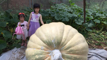 1040斤！梅州“超级大南瓜”被摘了！重量或打破全国记录
