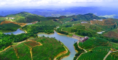 名茶跟随总理亮相欧洲！看五华龙村镇如何发展生态产业