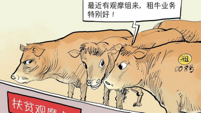 云南镇雄扶贫攻坚出闹剧：50元1头租牛充数忽悠检查