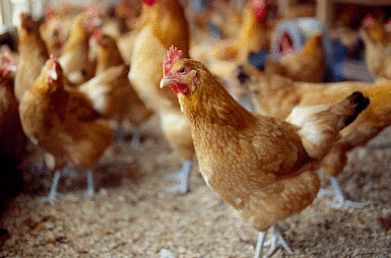 辣评丨当街宰杀活禽必须制止