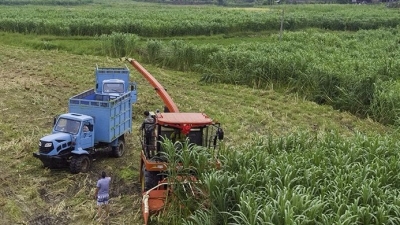一丛丛狼尾草，清风吹拂起伏荡漾！平远千亩牧草丰收
