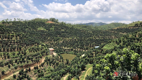 五华县龙村三红柚基地负责人刘彩标的三红柚情结  