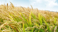 梅县区：“机械化”唱响早稻收割主旋律