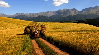 诗歌港丨风掠过田野