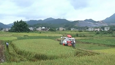 平远：200多台收割机“闹”夏收