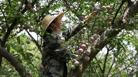 个个鸡蛋辣么大！有口福啦！梅县石坑千亩奈李丰收 